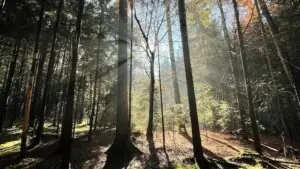 Impression Hardwald