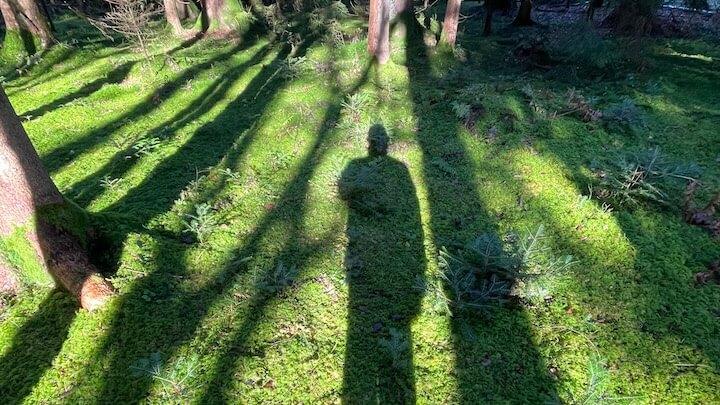 Was, wenn du deine Deklaration vergisst? Symbolisches Bild mit langem Schatten einer Person auf dem Waldboden.