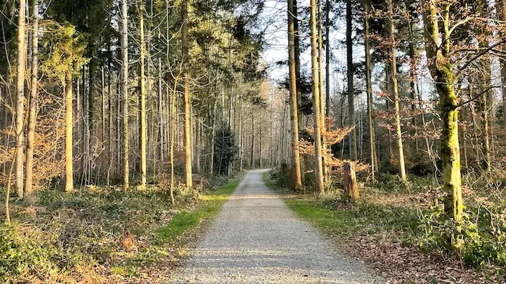 Weg im Hardwald (Dietlikon). 